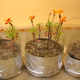 Image for article titled Moonflowers Grow On Lunar Surface With Bacterial Boost